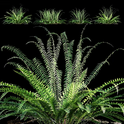 Natural Green Fern Plants With Feathery Fronds And Lush Healthy Foliage 3d model