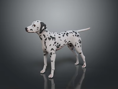Dalmatian Dog With Black And White Spots Standing On Reflective Dark Surface 3d model