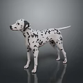 Dalmatian Dog With Black And White Spots Standing On Reflective Dark Surface