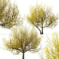 Vibrant Arbor Tree With Yellow Spring Leaves And Lush Spreading Branches 3d model