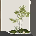 Indoor Landscape With Green Tree Small Plants Moss White Pebbles Round Lamp And Light Wall