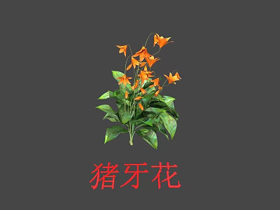 Pig Tooth Flower Plant With Vibrant Orange Blooms And Fresh Green Leaves 3d model