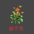 Pig Tooth Flower Plant With Vibrant Orange Blooms And Fresh Green Leaves
