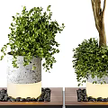 Cylindrical Tree Planter with Lush Green Trees and Black Pebbles on Wooden Platform