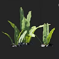 Aquatic Plants With Long Green Leaves And Stone Accents In Water Environment