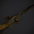 Detailed Alligator Reptile With Brown Black Scaly Skin Lying On Dark Surface