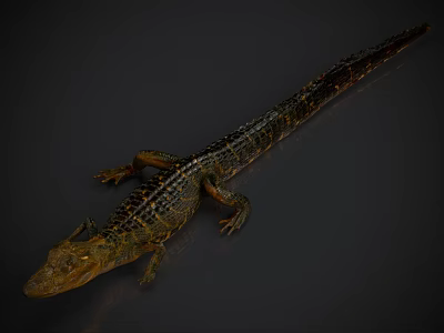 Detailed Alligator Reptile With Brown Black Scaly Skin Lying On Dark Surface 3d model