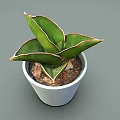 Vibrant Green Plant with Red Edged Leaves in White Pot and Fresh Soil