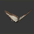 Close Up View Of Butterfly With Brown And White Wings On Gray Background