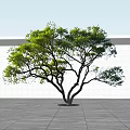 Lush Tree With Green Leaves And Spreading Branches Against White Wall And Gray Ground