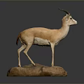 Gazelle Taxidermy Mount Standing On Natural Stone Base In Studio