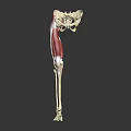 3D Rendered Human Leg Skeleton And Muscle Anatomy Illustration