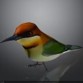 Colorful Bird With Red Head Yellow Throat And Green Back Standing On Black Background
