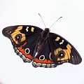 Beautiful Butterfly With Black Wings Orange Blue Eyespots And Detailed Patterns On White Background