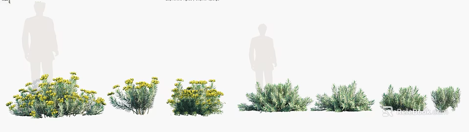 Various Types Of Shrubs With Yellow Flowers For Garden Landscape Design 3d model 