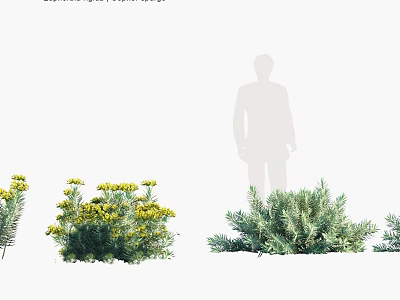 Various Types Of Shrubs With Yellow Flowers For Garden Landscape Design 3d model