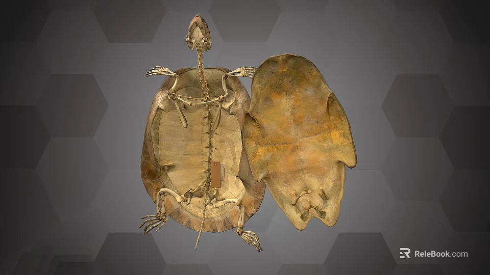 Turtle Skeleton And Shell Anatomical Structure With Bone Details And Carapace Features 3d model 