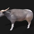 Water Buffalo With Curved Horns Gray And Brown Coat Standing Against Black Background