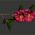 Pink Camellia Flowers With Green Leaves On Grey Background And Reflection