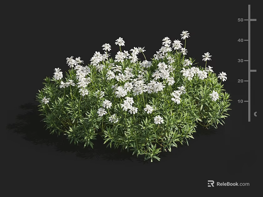 Green Ornamental Plants With White Small Flowers In Round Clustered Form 3d model