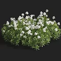 Green Ornamental Plants With White Small Flowers In Round Clustered Form 3d model