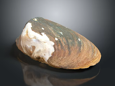 Natural Clam Shell With Brown White Color And Shiny Textured Surface On Black Background 3d model