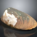 Natural Clam Shell With Brown White Color And Shiny Textured Surface On Black Background