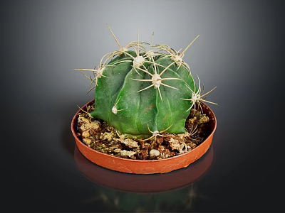 Green Cactus Plant With Yellow Spines In Orange Pot And Soil 3d model