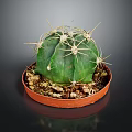 Green Cactus Plant With Yellow Spines In Orange Pot And Soil