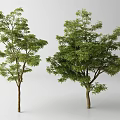 Lush Green Arbor Trees with Dense Foliage and Brown Trunks on White Background 3d model