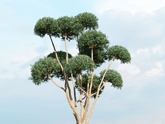 Tree modeling trees from small trees 3d model