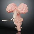 Realistic 3D Medical Model Showing Human Organs and Hair Anatomical Structures