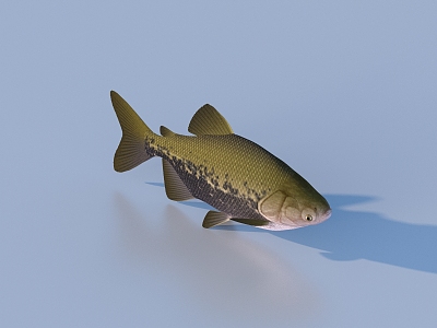 fish freshwater fish aquatic animal 3d model