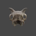 Natural Animal Skull With Horns Teeth And Detailed Bone Structure Displayed