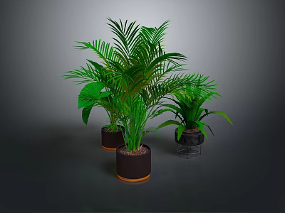 Green Plants with Different Leaf Shapes in Multiple Brown and Transparent Pots Against Dark Background 3d model