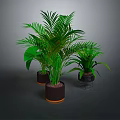 Green Plants with Different Leaf Shapes in Multiple Brown and Transparent Pots Against Dark Background