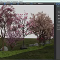 Beautiful Flowering Trees With Pink And Light Pink Blossoms In Grassy Field Surrounded By Stones