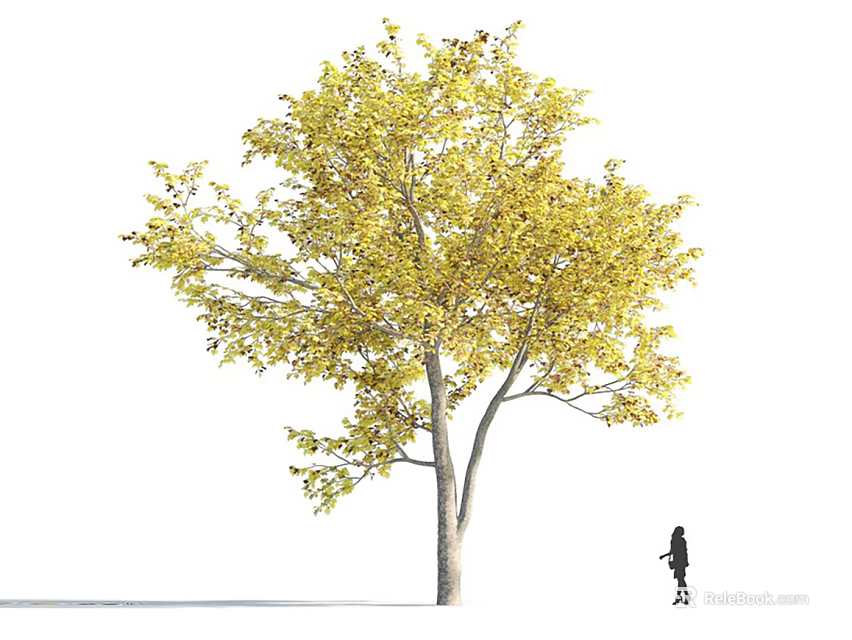 Tall Arbor With Yellow Leaves And Gray Trunk Near Person Silhouette On White Background 3d model 