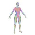 Detailed Human Muscle Anatomy Medical Device For Educational Use With Colorful Layers