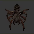 Brown Hairy Spider With Multiple Long Legs And Black Eyes