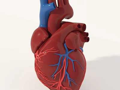 Human Heart 3D Anatomical Model With Red Body And Blue Blood Vessels Structure 3d model