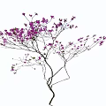 Ornamental Arbor with Pink Blossoms Slender Branches and Natural Shadow
