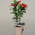 Vibrant Potted Bonsai Plant With Red Lilies Green Leaves And Buds In Terracotta Pot