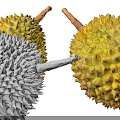 Two Fresh Ripe Durian Fruits With Spiky Yellow Shells And Natural Stems