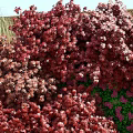 Green Wall Decorated With Red Shrubs Green Plants Stones And Wood Logs