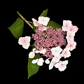Hydrangea Plant With Pink And White Blooms And Green Leaves Against Black Background