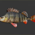Colorful Striped Fish With Red Fins And Orange Body On Dark Background With Reflection