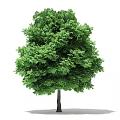 Green Tree with Lush Foliage and Dark Trunk Isolated on White Background 3d model