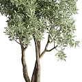 Bonsai Plants With Green Foliage In White Gray Pots And Different Trunk Sizes