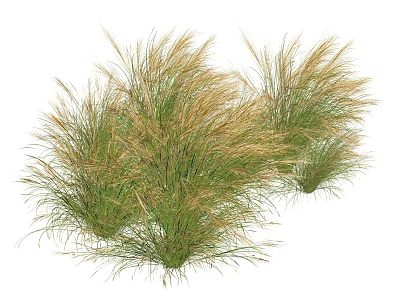 Ornamental Grass Clumps With Green And Golden Foliage For Garden Landscaping 3d model